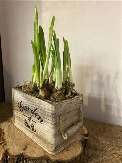 Garden of bulbs